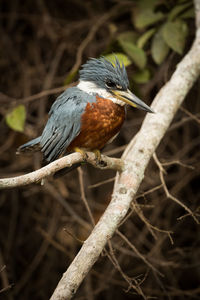 Ringed kingfisher perching on branch