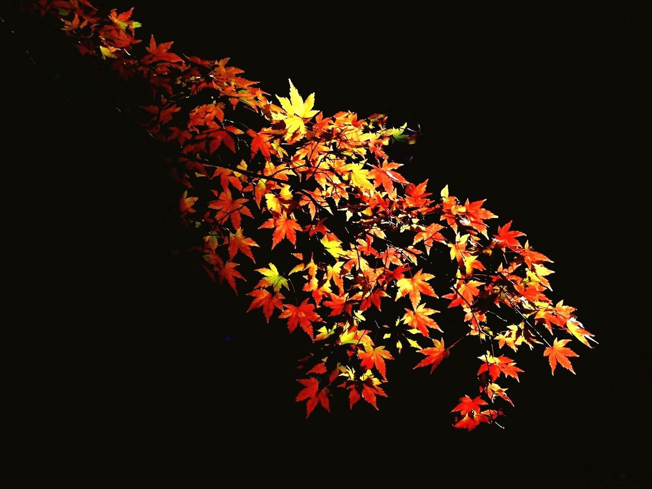 black background, nature, growth, beauty in nature, leaf, change, no people, branch, close-up, freshness, night, sky, outdoors