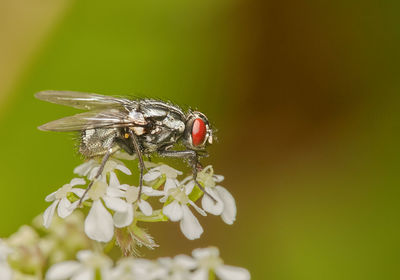 Close-up of insect on flower