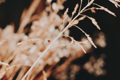 Close-up of dry plant
