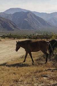 Side view of horse on field against mountains