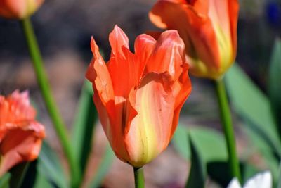 Close-up of orange tulips