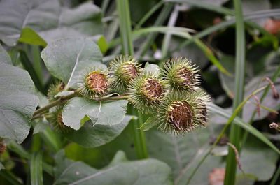 Close-up of spiked plant