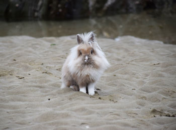 Portrait of white dog on sand