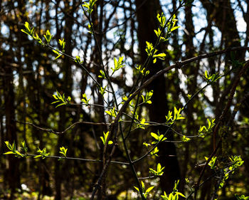 Low angle view of bamboo trees in forest