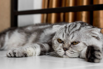 Close-up of cat resting