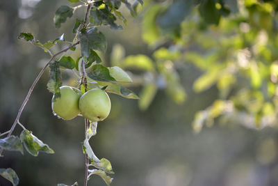 Low angle view of fruits growing on tree