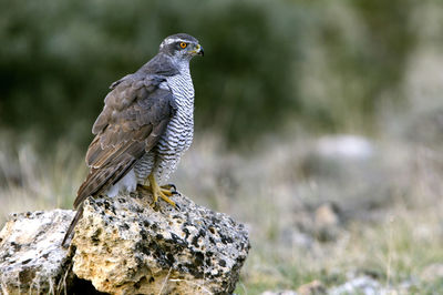 Close-up of sparrow perching on rock