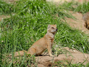 Yellow mongoose sitting by grass on field