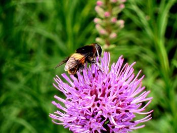 Close-up of insect on flower