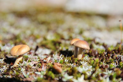 Close-up of mushrooms growing on field