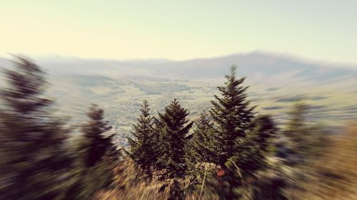 Close-up of pine tree against sky