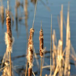 Close-up of plants against calm lake