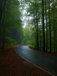 Road amidst trees in forest