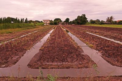 Lemon grass cultural practice, low land condition, thailand