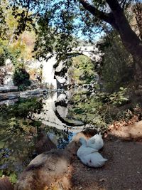 View of a dog on the ground