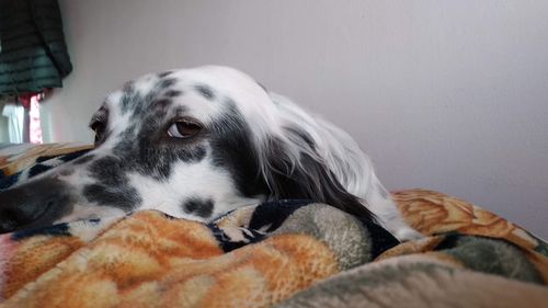 Close-up of a dog looking away