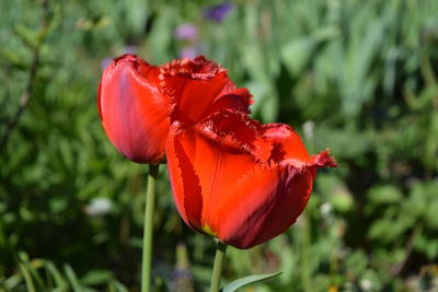 Close-up of red tulips