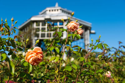 Close-up of flowering plant against building