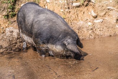 Big fat dirty pig in mud searching for food