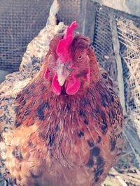 Close-up of rooster