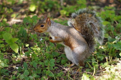 Squirrel eating grass