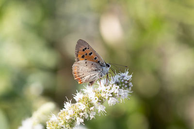 Close-up of butterfly pollinating on flower