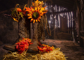 Close-up of flowers in vase