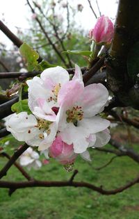 Close-up of pink flowers