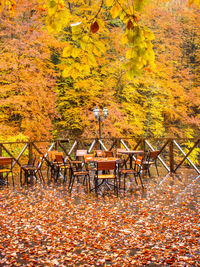 Autumn trees in park