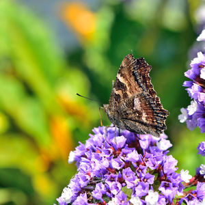 Close-up of butterfly pollinating on purple flower