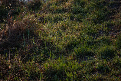 Full frame shot of grass on field