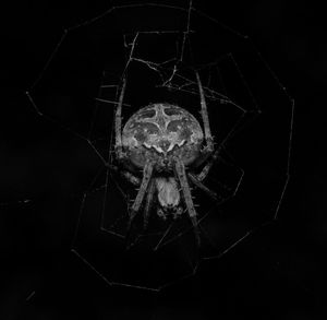 Close-up of spider on web