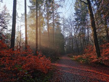 Trees growing in forest during autumn