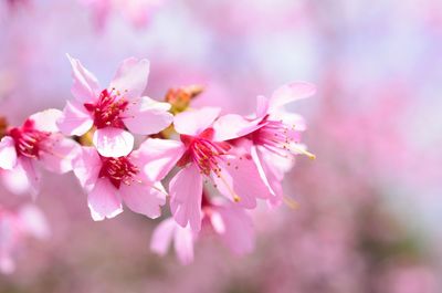 Close-up of pink flowers