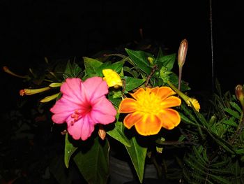 Close-up of pink flowers blooming outdoors