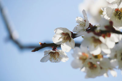 Close-up of white cherry blossoms