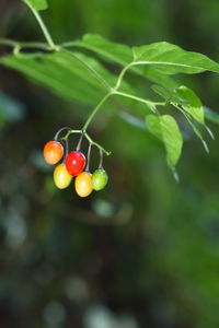 Close-up of red berries growing on tree