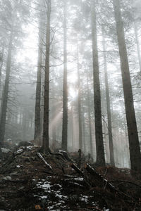 Trees in forest