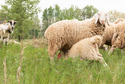 Sheep in a field