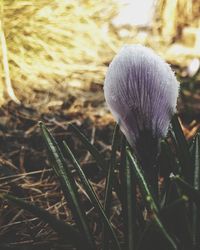 Close-up of flowers against blurred background