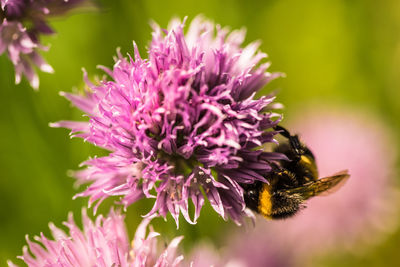 Close-up of honey bee on thistle