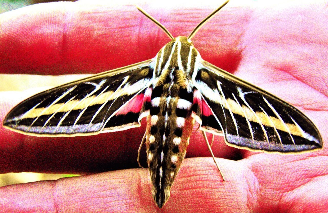 Sphinx moth