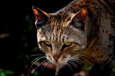 Close-up portrait of a cat