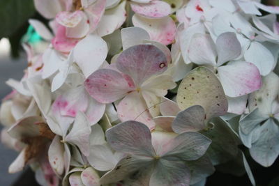 Close-up of pink flowering plant, flor de mundo