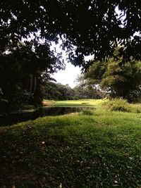 Trees on field against sky