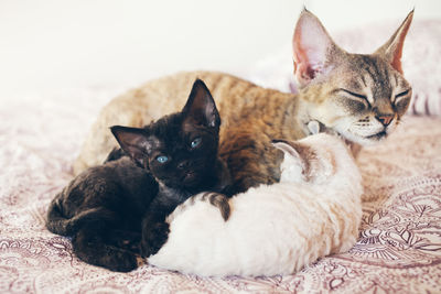 Close-up of cats lying down