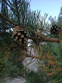 Low angle view of pine cone on tree against sky