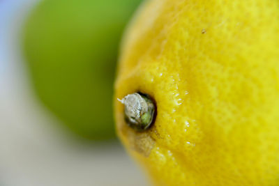 Close-up of yellow flower