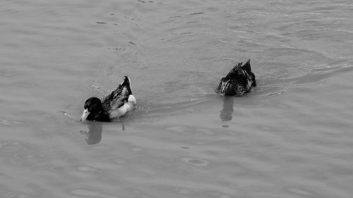 High angle view of ducks swimming in sea